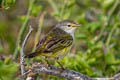 Mangrove Warbler Setophaga petechia aureola