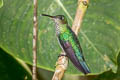 Many-spotted Hummingbird Taphrospilus hypostictus