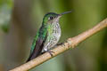 Many-spotted Hummingbird Taphrospilus hypostictus