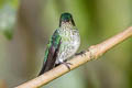 Many-spotted Hummingbird Taphrospilus hypostictus