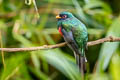 Masked Trogon Trogon personatus assimilis 