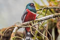 Masked Trogon Trogon personatus assimilis 