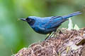 Masked Flowerpiercer Diglossa cyanea cyanea