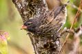 Medium Ground Finch Geospiza fortis