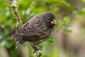 Medium Ground Finch Geospiza fortis