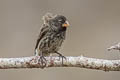 Medium Ground Finch Geospiza fortis