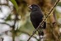 Medium Ground Finch Geospiza fortis