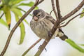 Medium Tree Finch Camarhynchus pauper