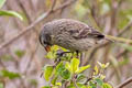 Medium Tree Finch Camarhynchus pauper