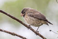 Medium Tree Finch Camarhynchus pauper