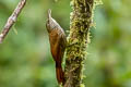 Montane Woodcreeper Lepidocolaptes lacrymiger aequatorialis