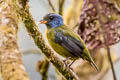 Miss-backed Tanager Bangsia edwardsi