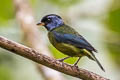 Miss-backed Tanager Bangsia edwardsi