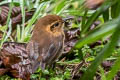 Plain-tailed Wren Pheugopedius euophrys longipes