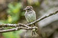 Mouse-grey Flycatcher Myiophobus crypterythrus