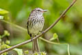 Mouse-grey Flycatcher Myiophobus crypterythrus