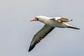 Nazca Booby Sula granti