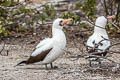 Nazca Booby Sula granti