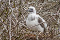 Nazca Booby Sula granti