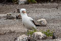 Nazca Booby Sula granti