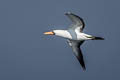 Nazca Booby Sula granti