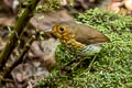 Ochre-breasted Antpitta Grallaricula flavirostris mindoensis