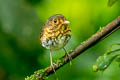 Ochre-breasted Antpitta Grallaricula flavirostris flavirostris