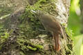 Olive-backed Woodcreeper Xiphorhynchus triangularis triangularis