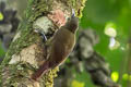 Olive-backed Woodcreeper Xiphorhynchus triangularis triangularis