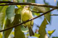 Olive-faced Flatbill Tolmomyias viridiceps viridiceps (Upper Amazonian Flycatcher)