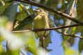 Olive-faced Flatbill Tolmomyias viridiceps viridiceps (Upper Amazonian Flycatcher)