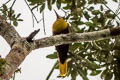 Olive Oropendola Psarocolius bifasciatus yuracares