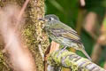 Olive-streaked Flycatcher Mionectes galbinus hederaceus