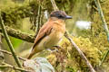 One-coloured Becard Pachyramphus homochrous homochrous 