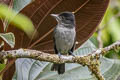 One-coloured Becard Pachyramphus homochrous homochrous 