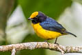 Orange-bellied Euphonia Euphonia xanthogaster quitensis 