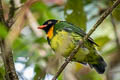 Orange-breasted Fruiteater Pipreola jucunda