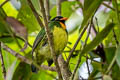 Orange-breasted Fruiteater Pipreola jucunda