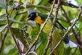 Orange-breasted Fruiteater Pipreola jucunda