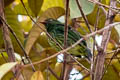 Orange-breasted Fruiteater Pipreola jucunda