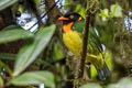 Orange-breasted Fruiteater Pipreola jucunda