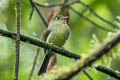 Orange-crested Flycatcher Myiophobus phoenicomitra phoenicomitra