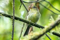 Orange-crested Flycatcher Myiophobus phoenicomitra phoenicomitra