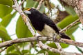 Orange-fronted Barbet Capito squamatus