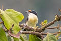 Orange-fronted Barbet Capito squamatus