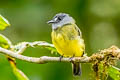 Ornate Flycatcher Myiotriccus ornatus stellatus