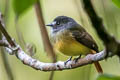 Ornate Flycatcher Myiotriccus ornatus phoenicurus