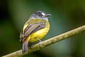 Ornate Flycatcher Myiotriccus ornatus stellatus