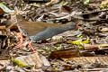 Paint-billed Crake Mustelirallus erythrops