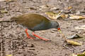 Paint-billed Crake Mustelirallus erythrops